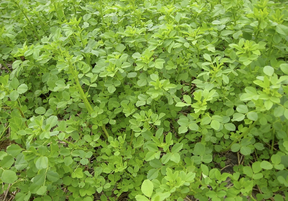 A sweet and red clover forage mix.