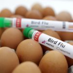FILE PHOTO: Test tubes labelled “Bird Flu” and eggs are seen in this picture illustration, January 14, 2023. REUTERS/Dado Ruvic/Illustration/File Photo