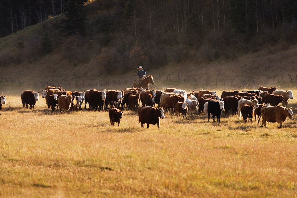 (Photo courtesy Canada Beef Inc.)
