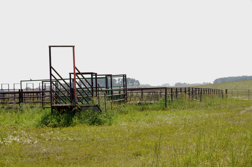 Ryan Canart offloads yearlings in this corral, then familiarizes them with electric fence in a training paddock with several wires, before turning them into paddocks with one wire.