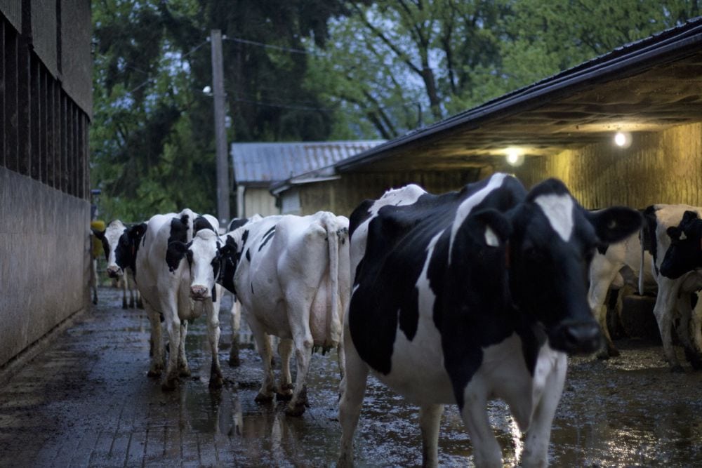 Dairy cattle in Canada. (Pearman314/iStock/Getty Images)
