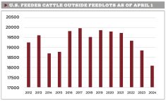 Factors influencing the feeder cattle market