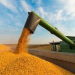 In its latest WASDE report, the USDA held its 2023/24 production numbers for corn with Brazil at 122 million tonnes and Argentina at 53 million. Photo: Thinkstock