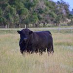 A Gelbvieh bull grazes on a pasture
