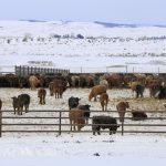 cattle in a feedlot during winter