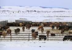 cattle in a feedlot during winter