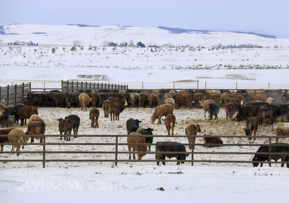 cattle in a feedlot during winter