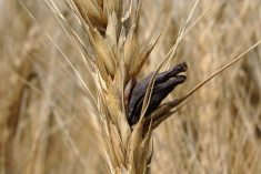 Ergot is best recognized in the field as black or dark purple sclerotia sticking out of a floret.