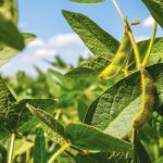 Increased soybean output to come for Brazil
