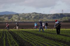 Migrant workers clean fields in California&#8217;s Salinas Valley on March 30, 2020. (Photo: Reuters/Shannon Stapleton)
