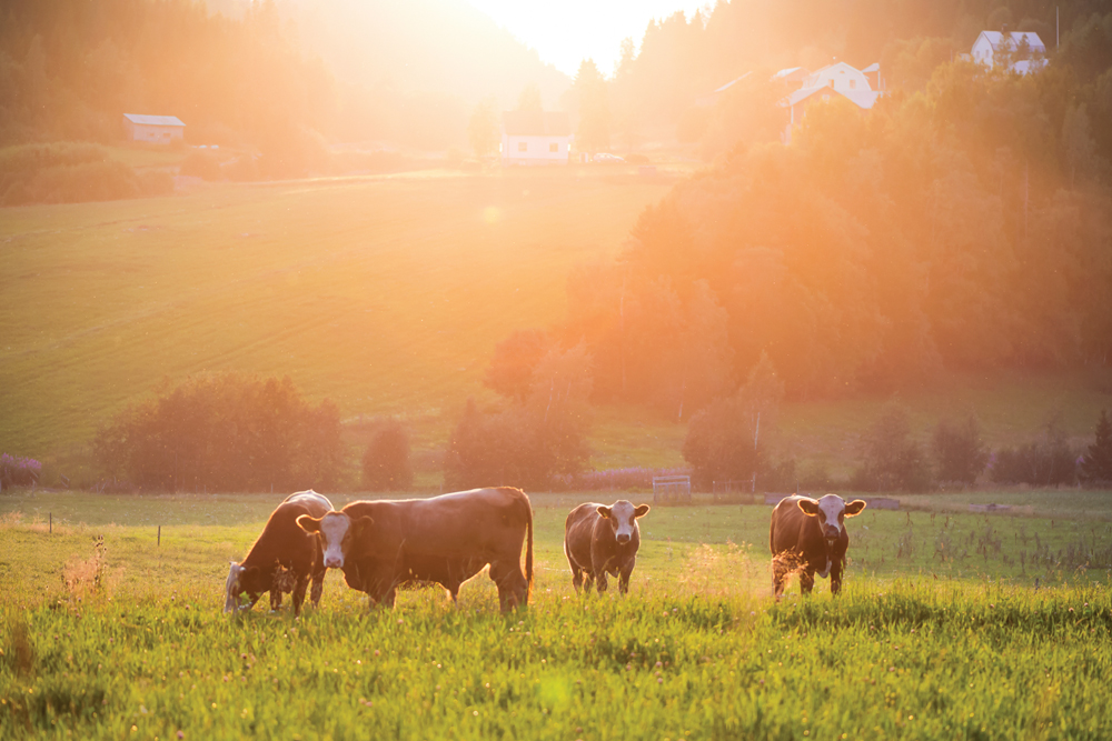  Photo: Canada Beef
