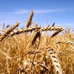 Both wheat stem sawfly and midge are becoming a growing threat throughout the Prairies. Photo: File
