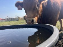 A bull drinks water during a hot day at Ag in Motion. Photo: Melissa Jeffers-Bezan