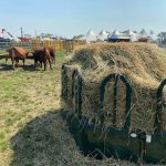 Feed was plentiful for cattle at Ag In Motion, unlike the challenges beef producers had to acquire enough feed during the past few years of drought on the Prairies. Photo: John Greig