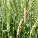 Fusarium-infected wheat heads in a wheat field near Stockholm, Sask., on July 20, 2024. Photo: Greg Berg