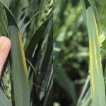 Cereal leaf disease minimal in Alberta but be aware of blown-in stripe rust