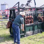 cow in cattle chute