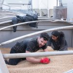 Contestants on The Amazing Race Canada dig through oats for a hidden object. Photo: The Amazing Race Canada/Facebook