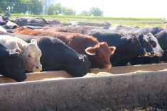 Cattle in an Iowa feedlot. A new program aims to reward beef producers for investing in genetics, while also boosting consumer demand.
