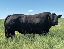 One of the bulls at Pharo Cattle Company. Pharo focuses on sound, moderate-sized, easy-fleshing cattle.