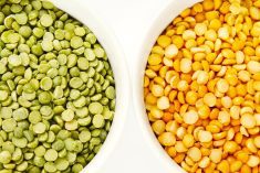 Pulse prices are likely to come under pressure due to large existing supplies. Photo: Thinkstock