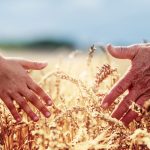 Holding hands in the wheat field.