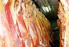 Beef carcasses in a freezer. Beef supplies in the fourth quarter of 2024 are forecast to be down from the third quarter.