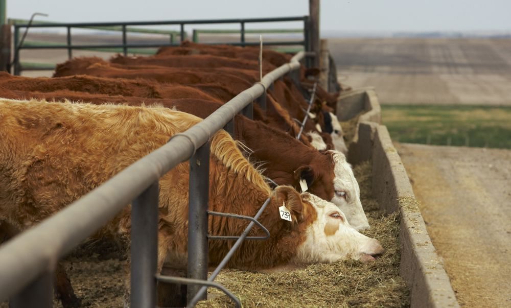 (Photo courtesy Canada Beef Inc.)
