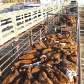 Calves waiting their turn to enter the Stettler Auction Mart in Alberta. Price insurance covers market risk from futures, currency and basis.