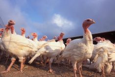 Turkey production may be turning a corner after a stretch of low demand and production, FCC senior economist Graeme Crosby said. Photo: Scott Bauer/ARS/USDA