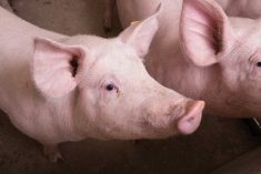 Russian pork producers target EU’s share of China&#8217;s pork market