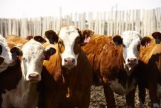 Weakness in equity markets pulls cattle markets lower