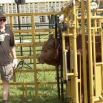 VIDEO: ‘Go slow to go fast’ when cattle handling