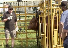 VIDEO: &#8216;Go slow to go fast&#8217; when cattle handling