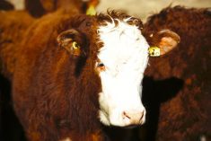 Frequently asked questions about becoming CRSB certified