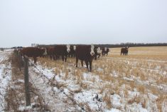 Cattle grazing stubble in the fall. Turning cattle onto the right kind of stubble can extend the grazing season, but producers will need to think about water, as well as supplementing protein and minerals.