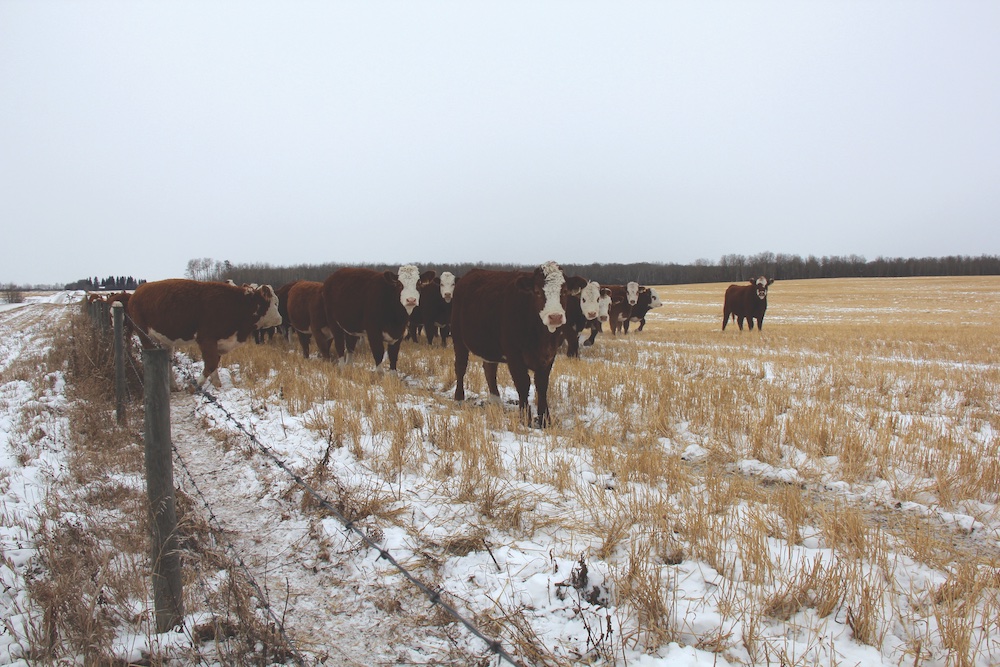 Cattle grazing stubble in the fall. Turning cattle onto the right kind of stubble can extend the grazing season, but producers will need to think about water, as well as supplementing protein and minerals.