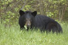 A black bear at Riding Mountain National Park in Manitoba. Producers participating in the predation trials recommended an electric wire around deadstock composting pens to keep bears out.