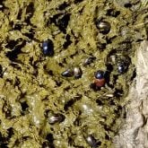 Dung insects help break down manure, recycling nutrients back into the landscape, mitigating the surface impact of dung pats, and in some cases, reducing habitat for parasites such as face flies, horn flies and stable flies.