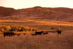 (Photo courtesy Canada Beef Inc.)
