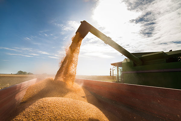 Combining of spring cereals provincewide was approaching or near the three-quarters done mark, per the latest crop report from the provincial agriculture department on Sept. 10. Photo: File
