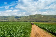 File photo of a soybean plantation in Brazil. (Mailson Pignata/iStock/Getty Images)
