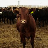 When working cattle, look for the animal with its head up, and change angles every time it raises its head, says Sinclair.