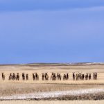 A herd of elk in a winter wheat field in Alberta’s foothills. Photo: Traci Beattie/iStock/Getty Images Plus