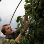 A scientist picks pears in Ecotron, a research facility in which researchers from the University of Hasselt are studying the effects of climate change on biodiversity, in Maasmechelen, Belgium, September 4, 2024. REUTERS/Bart Biesemans