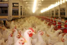 The doses are intended for those most exposed to the virus, such as poultry farm workers and veterinarians.  Photo: branex/iStock/Getty Images