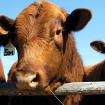 World Angus Youth Competition deadline nears