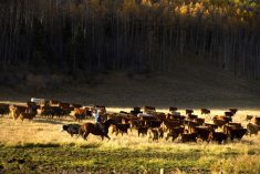 Look for a slow rebuild of the U.S. cattle herd