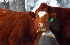 Analyze your feed resources and design cattle feeding programs to reduce costs and improve profitability.