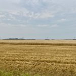 World wheat inventories have fallen from record highs five years ago, U.S. data shows, as poor weather hurt output and Russia’s 2022 invasion of Ukraine temporarily spiked grain prices. Photo: Greg Berg